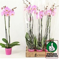 Орхидея Фален. Осака 3ст d12 h70 6шт