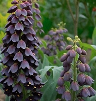 Фритилярия Persica 10шт