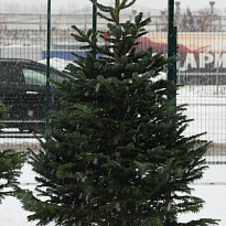 Пихта Nordmann Classic сруб h175-200 см (6)