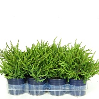 Можжевельник (Juniperus) обыкн. Репанда (KV) d13 h20-25 8шт