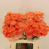 Гвоздика Hermes Orange 20шт