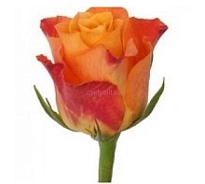 Роза Flora Ola Mariyo дл.40 10шт