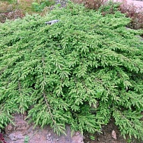 Можжевельник (Juniperus) обыкн.Грин Карпет (KV) d15 h22-25 6шт