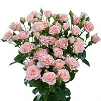 Роза кустовая Lydia дл.40 10шт