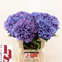 Гортензия Rodeo Blue дл.60 d18-19 1шт