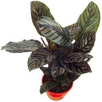 Калатея Сандериана d19 h60 5шт