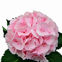 Гортензия Condor Andino Sas Pink дл.JUMBO 1шт