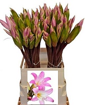 Гипеаструм Belladonna 1шт