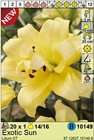 Лилия Экзотик Сан ОТ 14/16 1шт*