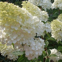 Гортензия (Hydrangea) метельчатая Мэджикал Мунлайт d9 h20-30 18шт