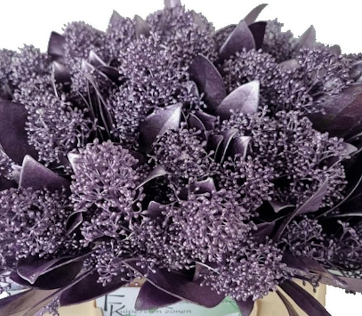 Скимия Per Bunch Paint Cerise 1 пучок