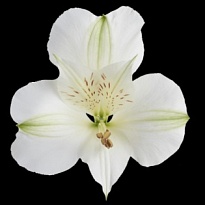 Альстромерия Qualisa Winterfell дл.60 10шт