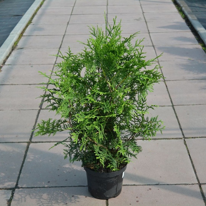 Туя (Thuja) западная Брабант 43л h200-220 1шт