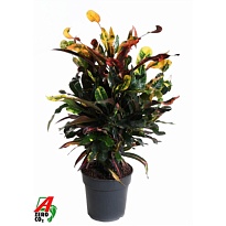 Кодиеум Мамми бранч. d21 h70 1шт