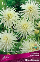 Георгина кактусовая Плая/Бланка 1шт