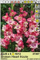 Гладиолус Брокен Харт Фриззл 10/12 5шт*