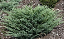Можжевельник (Juniperus) казацкий Блю Спаркл 2л h20-25 1шт
