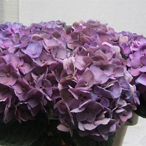 Гортензия Glowing Alps Purple дл.80 d22-23 1шт