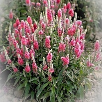 Вероника Pink 10шт