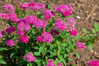 Спирея (Spiraea) японская Неон Флеш d9 h20 18шт
