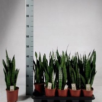 Сансевиерия Зеланика d12 h40 10шт