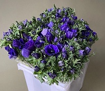 Анемона Mistral Plus Black 10шт