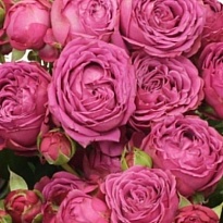 Роза Classic Sensation кустовая (Ц) дл.60 10шт/уп