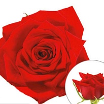 Роза Skyward (Ц) дл.50 10шт