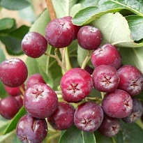 Рябина Рубиновая/Цв.Кор 1шт
