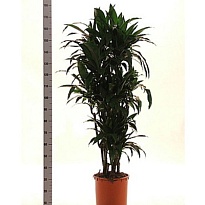 Драцена Джэнет Крейг 4Д d27 h180 1шт