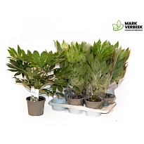 Фатсия Спайдер Веб вариег d14 h50 8шт