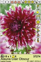 Георгина Алауна Клер Обскур бахр. 1шт*