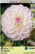 Георгина Эвелин шар. 1шт*