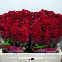 Роза Ever Red дл.50 10шт