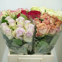 Роза Mix дл.40 10 шт