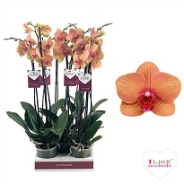 Орхидея Фален. Голден Брик 2ст d12 h60 10шт