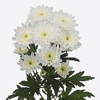 Хризантема кустовая Altaj Linflowers 5шт