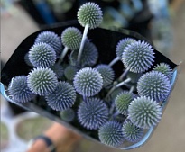 Эрингиум Болл (К) дл.70 1уп