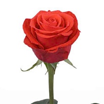 Роза Ever Bloom Roses Ecuador Nina дл.70 25шт