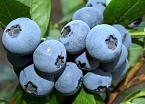 Голубика (Vaccinium) высокорослая Дарроу d9 h20-30 18шт