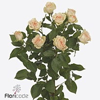 Роза кустовая Sancerre дл.70 10шт