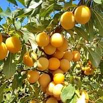 Слива русская (Алыча) Гек 2-х лет/С 1шт