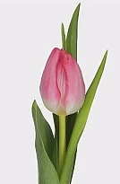 Тюльпан Joelle 50шт