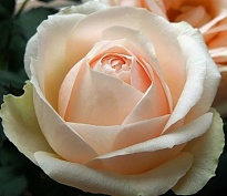 Роза Белами Кордана патио (ОКС) 1шт