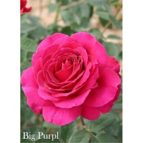 Роза Биг Пёпл ч-г (ОКС) 1шт