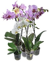 Орхидея Фален. микс 2ст d15 h80 6шт