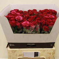 Роза кустовая Cheyenne дл.60 5шт