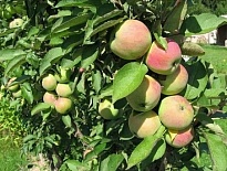 Яблоня колон. Каскад/подвой 54-118 полукарл/С