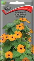 Тунбергия крылатая Оранжевая 0,3г /Поиск