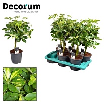 Шеффлера Голд Капелла Твист стем d19 h75 3шт